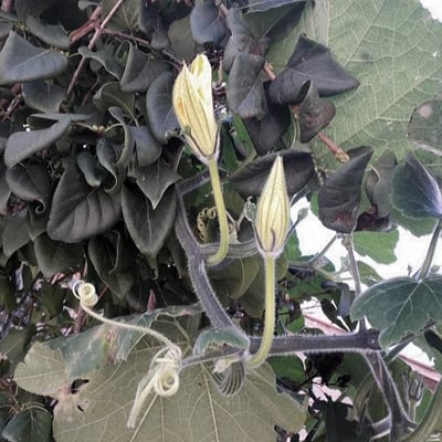 Cucurbita maxima — flower