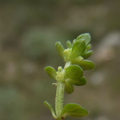 Valantia muralis — flower