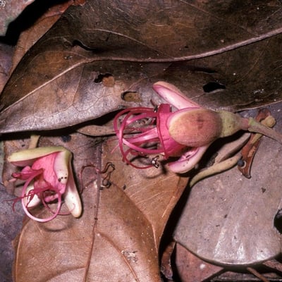 Eperua falcata — flower
