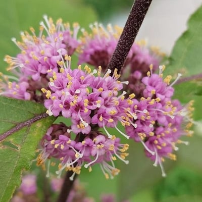 Callicarpa americana — flower