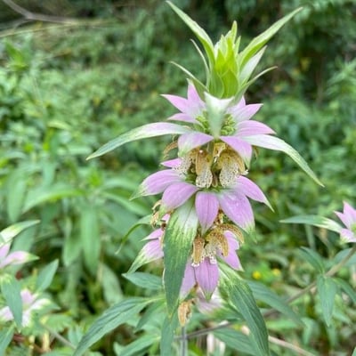 Monarda punctata — flower