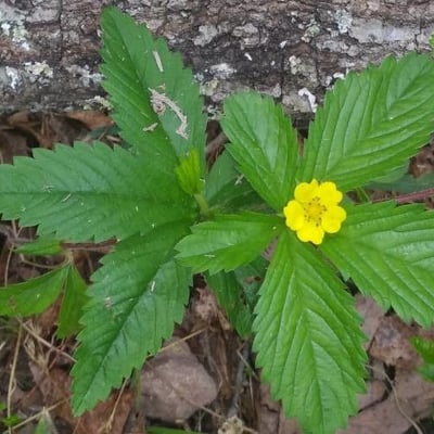 Potentilla simplex — flower