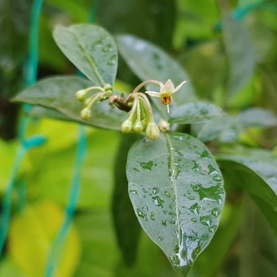 Solanum diphyllum — flower