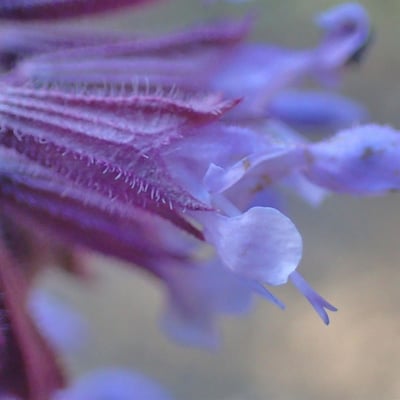 Salvia verticillata — flower