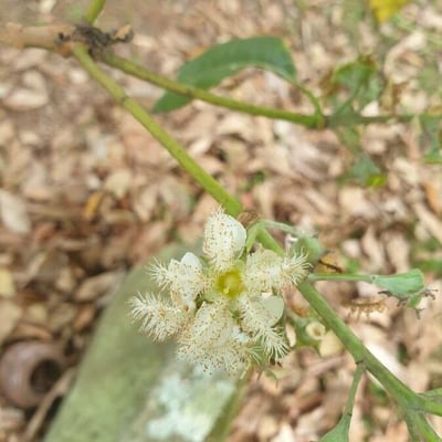 Lophostemon confertus — flower