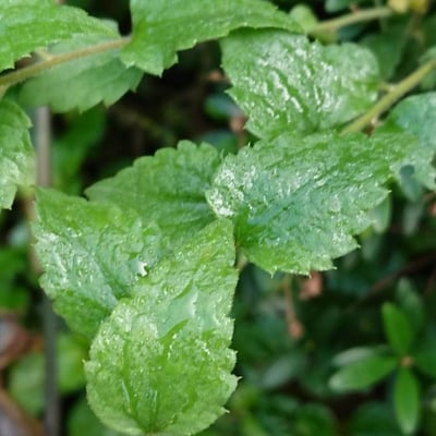 Baccharis anomala — leaf
