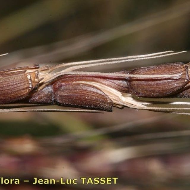 Aegilops tauschii — flower