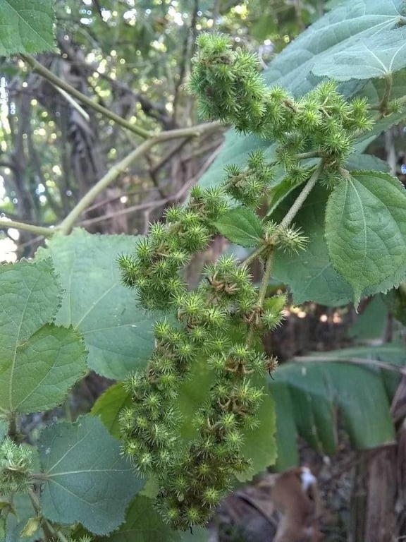 Burweed