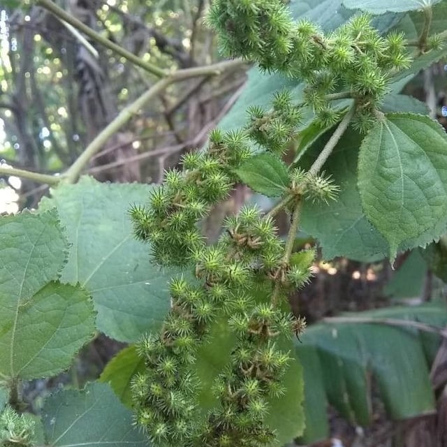 Triumfetta semitriloba — flower