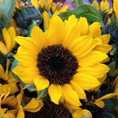 Helianthus petiolaris — flower