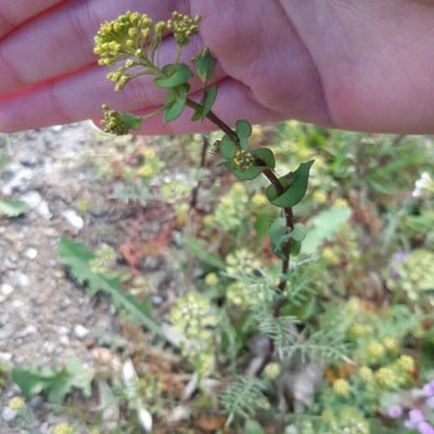 Lepidium perfoliatum — flower