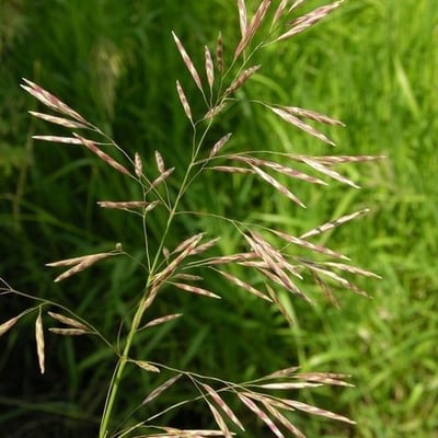Bromus inermis — flower