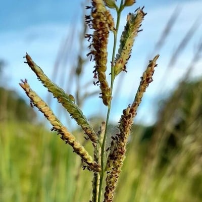 Paspalum urvillei — flower