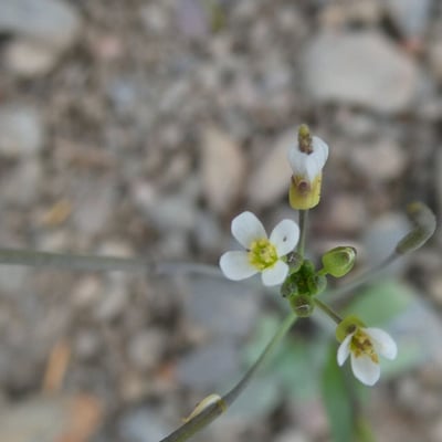 Arabidopsis thaliana — flower