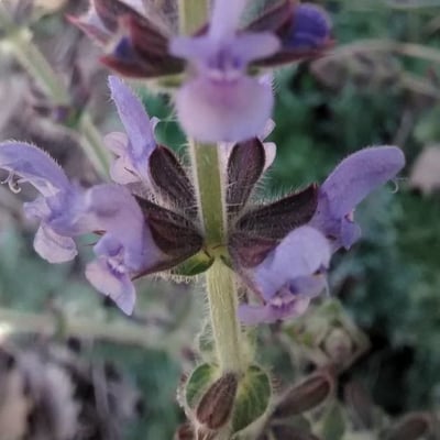 Salvia verbenaca — flower