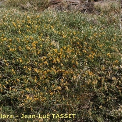 Genista versicolor — habit