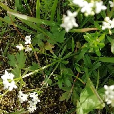 Galium saxatile — flower