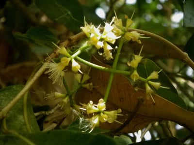 Water-pear