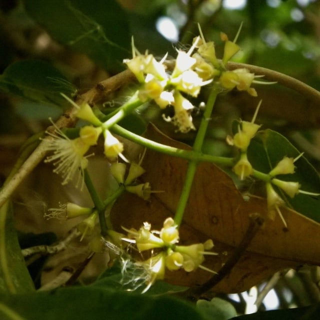 Water-pear