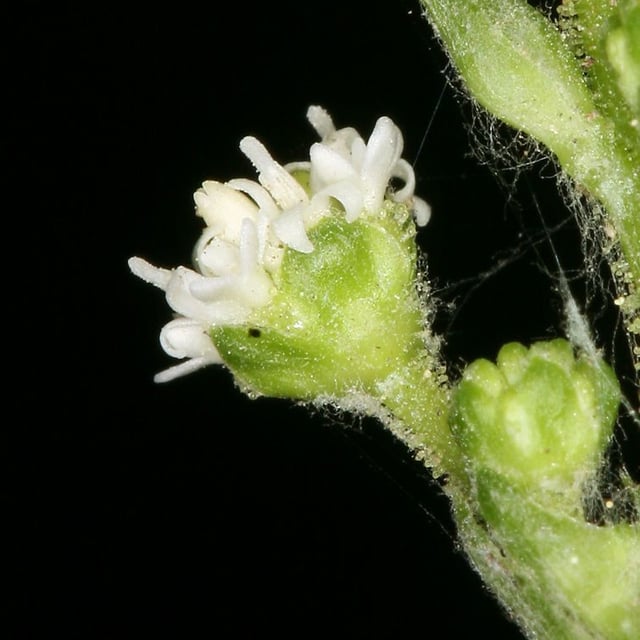 Adenocaulon bicolor — flower