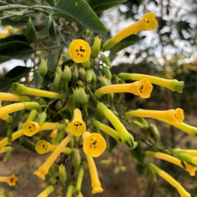 Nicotiana glauca — flower