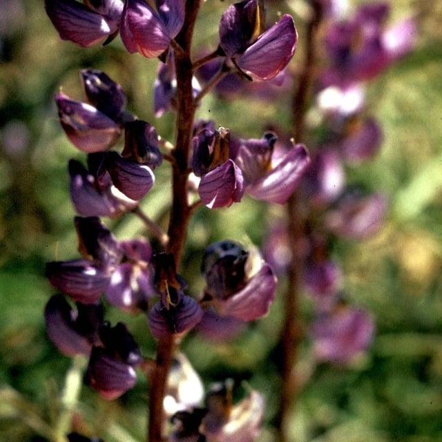 Lupinus sericeus — flower