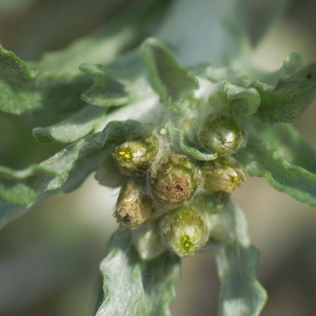 Gnaphalium uliginosum — flower
