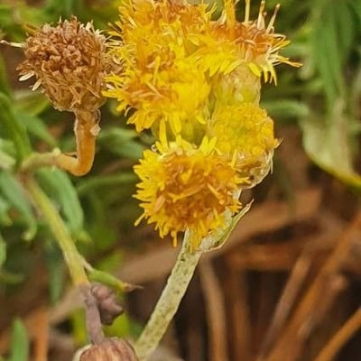 Helichrysum odoratissimum — flower