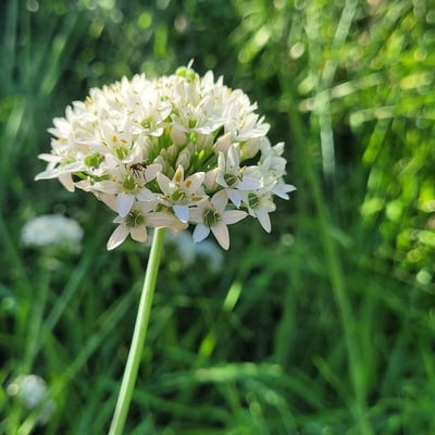 Allium tuberosum — flower