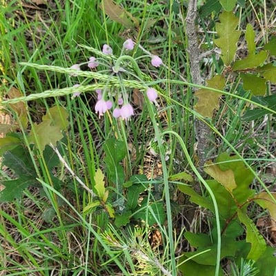Allium cernuum — flower