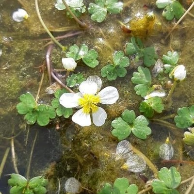 Ranunculus peltatus — flower