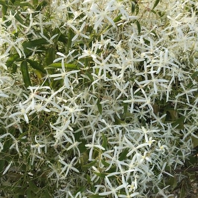 Clematis aristata — flower