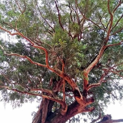 Eucalyptus microcorys — bark