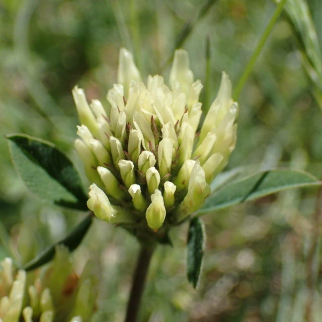 Trifolium ochroleucon — flower