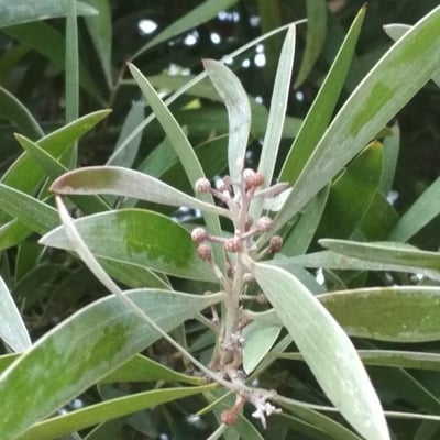 Acacia melanoxylon — flower