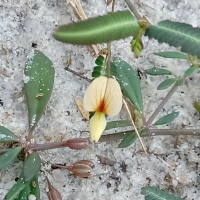 Aeschynomene indica — flower