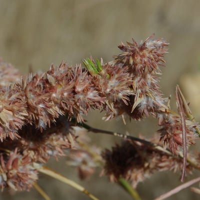 Cymbopogon schoenanthus — flower