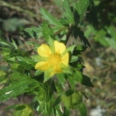 Potentilla neglecta — flower