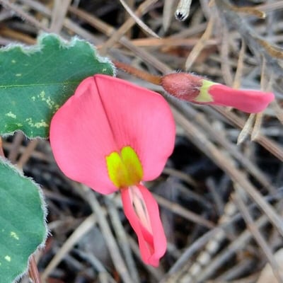 Kennedia prostrata — flower