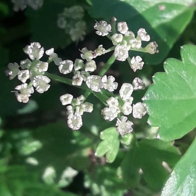 Apium graveolens — flower