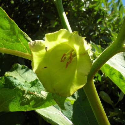 Scopolia carniolica — flower