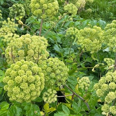 Angelica archangelica — flower