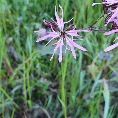 Crupina vulgaris — flower