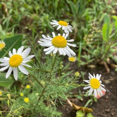 Tripleurospermum inodorum — flower