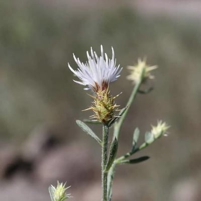 Centaurea diffusa — flower