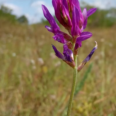 Astragalus onobrychis — flower
