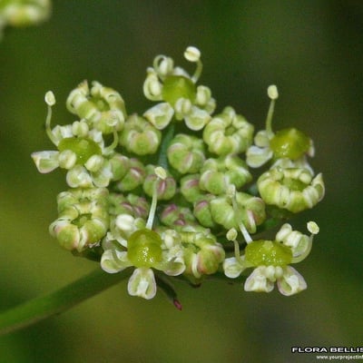 Silaum silaus — flower