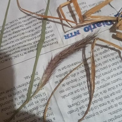 Setaria parviflora — flower