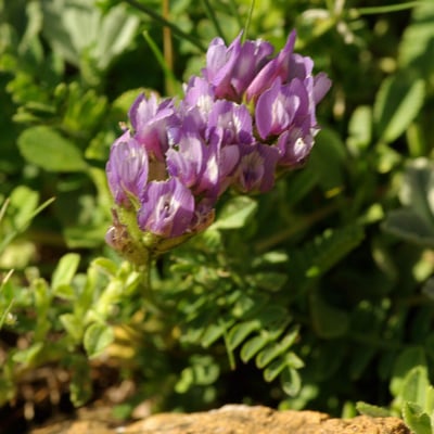 Astragalus danicus — flower