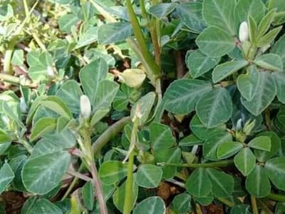 Fenugreek